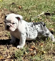 Sammy, a male English Bulldog for sale in Ball Ground, GA – 3 of 3