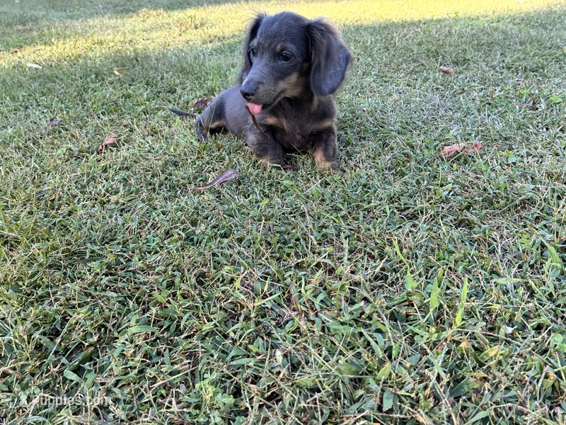 Doogie – Miniature Dachshund puppy for sale in Ball Ground, GA