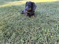 Doogie, a male Miniature Dachshund for sale in Ball Ground, GA – 1 of 2