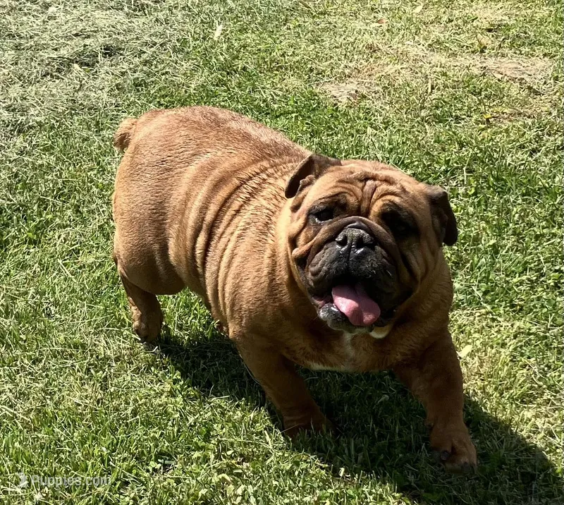 Drew, a female English Bulldog for sale in Ball Ground, GA – Photo 1 of 4