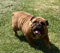 Drew, a female English Bulldog for sale in Ball Ground, GA – Photo 1 of 4