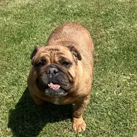 Drew, a female English Bulldog for sale in Ball Ground, GA – Photo 3 of 4