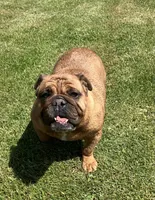 Drew, a female English Bulldog for sale in Ball Ground, GA – Photo 3 of 4