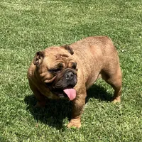 Drew, a female English Bulldog for sale in Ball Ground, GA – Photo 4 of 4