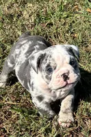 Sonny, a male English Bulldog for sale in Ball Ground, GA – 3 of 5
