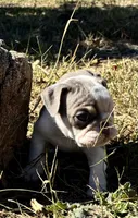 Pippi, a female English Bulldog for sale in Ball Ground, GA – 2 of 4