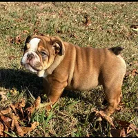 Sasha, a female English Bulldog for sale in Ball Ground, GA – Photo 3 of 8