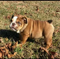 Sasha, a female English Bulldog for sale in Ball Ground, GA – Photo 4 of 6