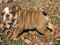 Sasha, a female English Bulldog for sale in Ball Ground, GA – Photo 2 of 6