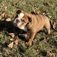 Sasha, a female English Bulldog for sale in Ball Ground, GA – Photo 4 of 8
