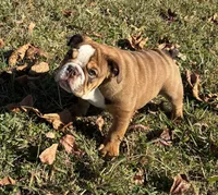 Sasha, a female English Bulldog for sale in Ball Ground, GA – Photo 5 of 6