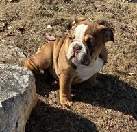 Sasha, a female English Bulldog for sale in Ball Ground, GA – Photo 1 of 6