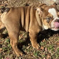 Sasha, a female English Bulldog for sale in Ball Ground, GA – Photo 5 of 8