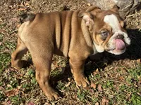 Sasha, a female English Bulldog for sale in Ball Ground, GA – Photo 3 of 6