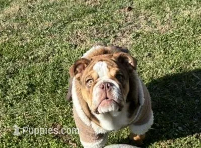 Sasha – English Bulldog puppy for sale in Ball Ground, GA