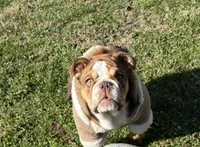 Sasha, a female English Bulldog for sale in Ball Ground, GA – Photo 1 of 8