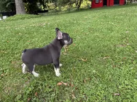 Bodey, a male French Bulldog for sale in Ball Ground, GA – 5 of 5