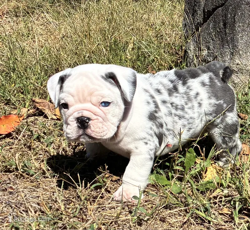 Sammy – English Bulldog puppy for sale in Ball Ground, GA