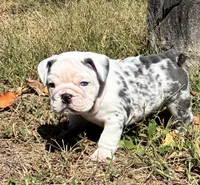 Sammy, a male English Bulldog for sale in Ball Ground, GA – 1 of 3
