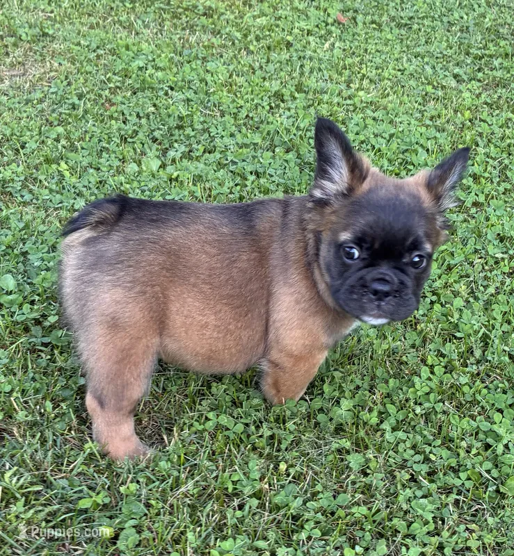 Sara Lee – French Bulldog puppy for sale in Ball Ground, GA
