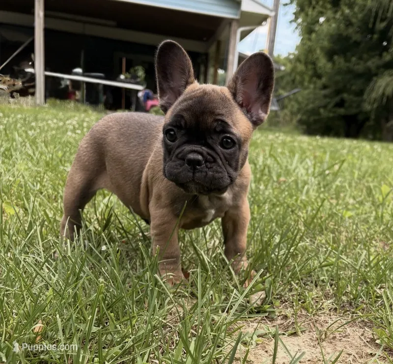 Porcia – French Bulldog puppy for sale in Ball Ground, GA