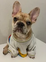 Chennel, a female French Bulldog for sale in Ball Ground, GA – 2 of 6