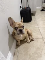 Chennel, a female French Bulldog for sale in Ball Ground, GA – 6 of 6