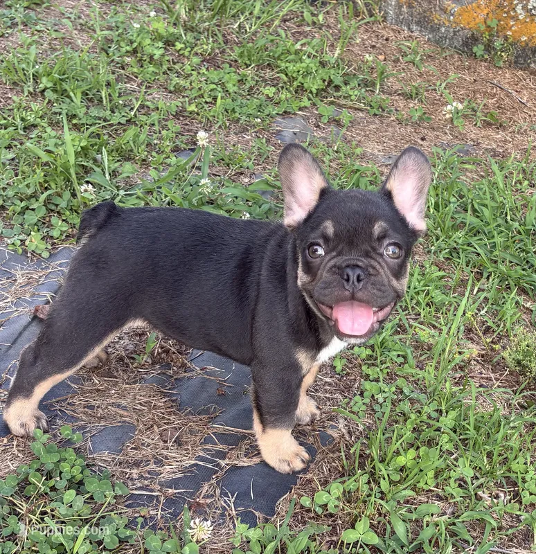 Half Pint – French Bulldog puppy for sale in Ball Ground, GA
