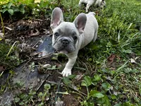 Pretty boy, a male French Bulldog for sale in Ball Ground, GA – 5 of 6