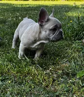 Pretty boy, a male French Bulldog for sale in Ball Ground, GA – 3 of 6