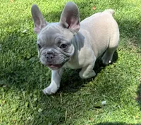 Pretty boy, a male French Bulldog for sale in Ball Ground, GA – 4 of 6