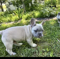 Pretty boy, a male French Bulldog for sale in Ball Ground, GA – 2 of 6