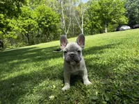 Pretty boy, a male French Bulldog for sale in Ball Ground, GA – 6 of 6