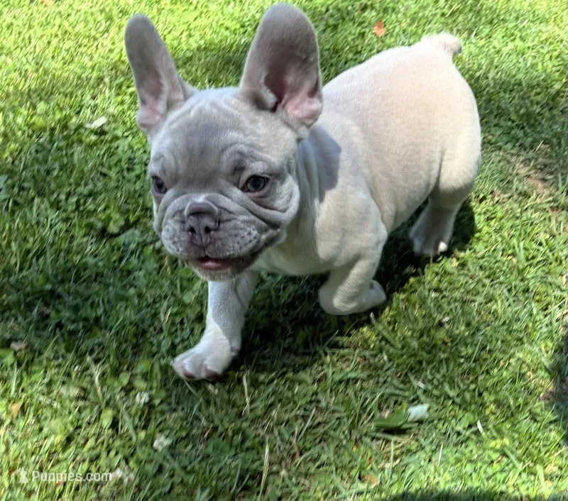 Pretty boy – French Bulldog puppy for sale in Ball Ground, GA