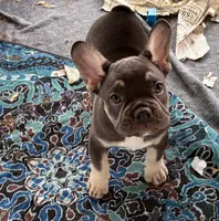 Bodey, a male French Bulldog for sale in Ball Ground, GA – 3 of 5