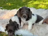 Moon star , a female Miniature Dachshund for sale in Ball Ground, GA – 5 of 5