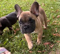 Cyris, a male French Bulldog for sale in Ball Ground, GA – 2 of 4