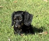 Raven, a female Miniature Dachshund for sale in Ball Ground, GA – 2 of 5