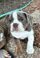 Gurty, a female English Bulldog for sale in Ball Ground, GA – 4 of 5