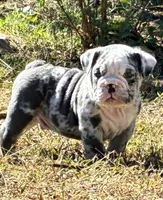 Sonny, a male English Bulldog for sale in Ball Ground, GA – 2 of 5