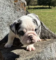 Daisy, a female English Bulldog for sale in Ball Ground, GA – 5 of 5
