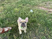 Boo, a male French Bulldog for sale in Ball Ground, GA – Photo 5 of 5
