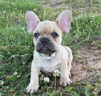 Boo, a male French Bulldog for sale in Ball Ground, GA – Photo 2 of 5