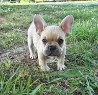 Boo, a male French Bulldog for sale in Ball Ground, GA – Photo 4 of 5