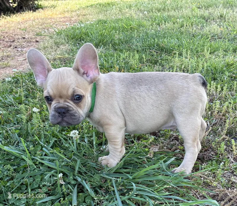 Boo – French Bulldog puppy for sale in Ball Ground, GA