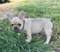 Boo, a male French Bulldog for sale in Ball Ground, GA – Photo 1 of 5