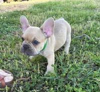 Boo, a male French Bulldog for sale in Ball Ground, GA – Photo 3 of 5