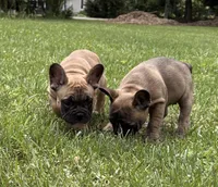 Cyris, a male French Bulldog for sale in Ball Ground, GA – 3 of 4