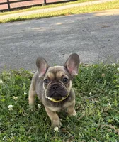 Jr, a male French Bulldog for sale in Ball Ground, GA – Photo 3 of 6