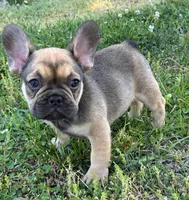 Jr, a male French Bulldog for sale in Ball Ground, GA – Photo 1 of 6